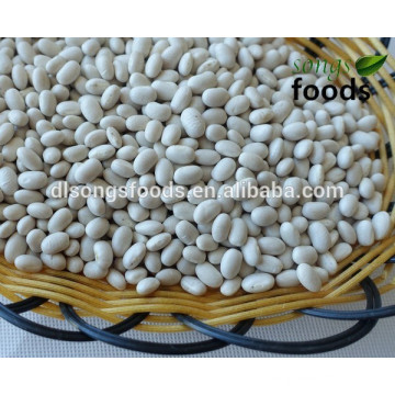 White Beans For Sale, Navy Type